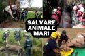 salvare animale mari